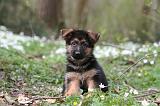 BERGER ALLEMAND 1064